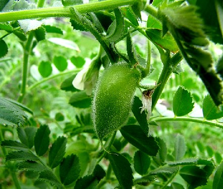 Chickpea Pod